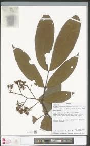 Image result for Gilbertiodendron