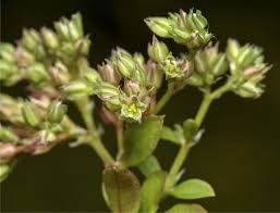 Image result for Polycarpon