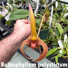 Image result for Bulbophyllum sp. nov