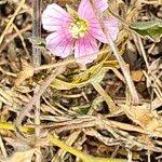 Image result for Monsonia senegalensis