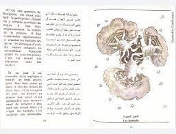 رواية الأمير الصغير عربي فرنسي blog posts