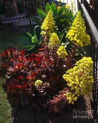 Maybe you would like to learn more about one of these? Black Succulent With Yellow Flowers 17 Photograph By Sofia Metal Queen