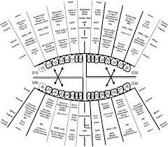 Organ Und Meridianbezuge Zahnarzt Dr Sobek Saarbrucken