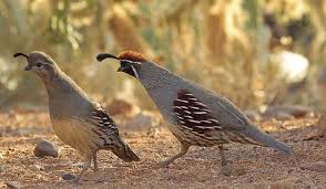 Female And Male Gambel S Quail Callipepla Gambelii Scurrying Away Beautiful Birds Quail Game Birds
