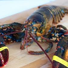 It can be a little lonely. Live Maine Lobster Dixon Fisheries