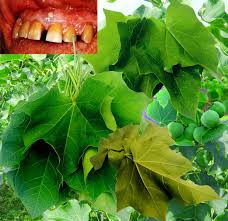 Image result for Jatropha curcas
