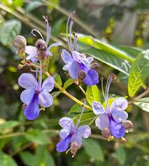 Image result for Rotheca myricoides