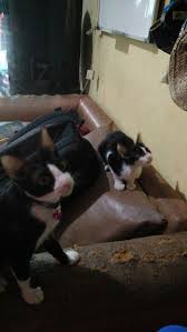 Kucing tersebut dijual pelaku dengan cara menawarkan kepada calon pembeli melalui media sosial. Adopsi Kucing Rumah Steril