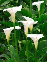 How To Deadhead Calla Lily Information On Deadheading Calla Lilies