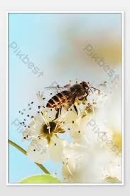 Get it as soon as wed, aug 4. Flying Bees Collecting Honey In The Date Palm Tree Photo Jpg Free Download Pikbest