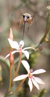 Image result for Lapeirousia littoralis