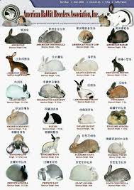 Pin By Rabbittude Buntique On House Rabbit Care Rabbit Breeds Pet Rabbit Raising Rabbits