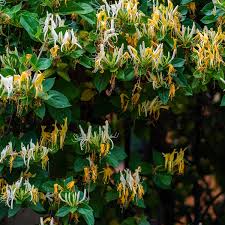 Image result for Lonicera