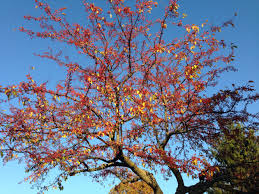 An ornamental tree can be a rose tree or a grafted evegreen, even a topiary evergreen. 10 Best Ornamental Trees For Southeastern Pa Gardens Turpin Landscape Design Build