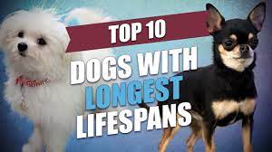 Top 10 Healthiest Dog Breeds With Longest Lifespan Youtube