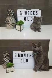Isteyen Varmi Gel Arkadas Batan Kedinin Mallari Bunlar Gelll Ver Mamayi Al Hepsini Cute Animals Crazy Cats Kittens Cutest