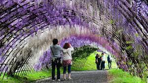 Image result for Wisteria