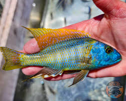 Image result for Lepturus