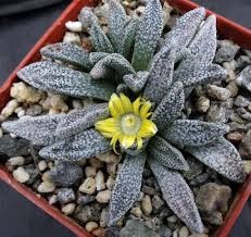 Image result for Nananthus