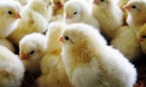 Buat para pembaca yang belum mengenali saya, saya mohd firdaus. Tindakan Tegas Terhadap Pengusaha Ladang Ayam Reban Terbuka
