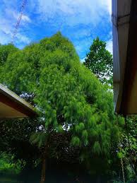 Image result for Casuarina junghuhniana