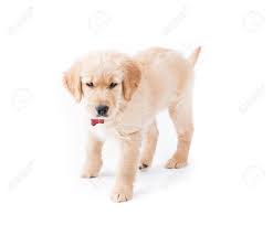 Retriever Puppy Standing A Cute 2 Month Old Golden Retriever Stock Photo Picture And Royalty Free Image Image 20378230