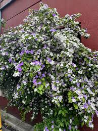 Image result for Jamesbrittenia burkeana