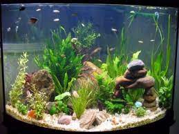 You have your perfect tank, complete with all the bells and whistles of filtration. How To Decorate Your Boring Fish Tank Pouted Com Fish Tank Decorations Small Fish Tanks Fresh Water Fish Tank