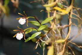 Epidendrum polybulbon is encyclia polybulbon found in central america it is a charming miniature quickly forming large, matted clumps. Travaldo S Blog Encyclia Polybulbon Care And Culture