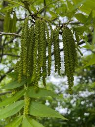 Image result for Carya illinoinensis