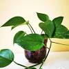 Fiddle leaf fig (ficus lyrata) 3. 1
