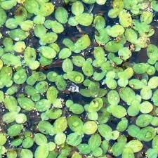 Image result for Lemna aequinoctialis