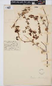 Image result for Adenolobus pechuelii