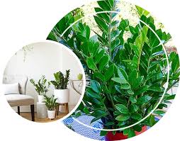 This is my list of 23 favorite indoor cacti options. 10 Hardy Houseplants That Will Survive The Winter Cold Ecogardener