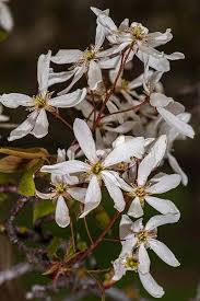Image result for Amelanchier laevis