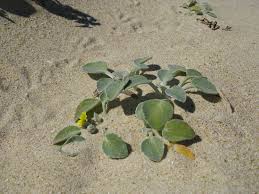 Image result for Arctotheca populifolia