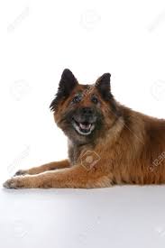 Float with the fluffies 2017 july 31, 2017 read more dogs in really rough shape from a rural shelter need your help. Big Brown Dog With Pointed Ears On A White Stock Photo Picture And Royalty Free Image Image 3616629