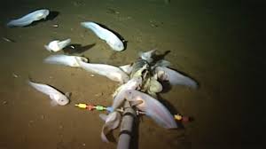 Der marianengraben, auch als marianenrinne bezeichnet, ist eine tiefseerinne (tiefseegraben) im westlichen pazifischen ozean, in der mit einer maximaltiefe von etwa 11.000 metern unterhalb des meeresspiegels die tiefste stelle des weltmeeres liegt und die ca. Wissenschaftler Filmen Seltsame Fische Im Marianengraben Sh Ugeavisen