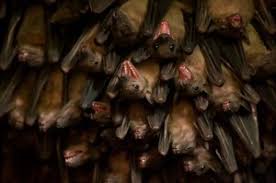 There is no apparent disease in fruit bats. Bat Banter Is Surprisingly Nuanced Nature