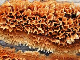 Image result for Pycnoporellus alboluteus