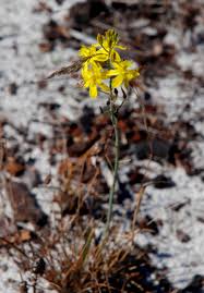 Image result for Bulbine favosa