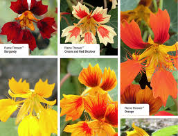 Always check the seed packet for specifics. Top 10 Climbing Plants For A Small Trellis Flower Trellis Climbing Plants Small Trellis