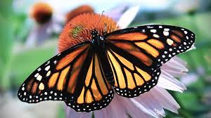 If you are experiencing a rough time, relax as you will receive guidance. Monarch Butterfly On Purple Coneflower Photograph By Stamp City