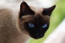 How Much Do Siamese Cats Cost? | Siamese of Day