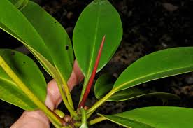 Image result for Rhizophoraceae