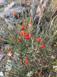 Image result for Osyris