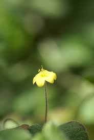 Image result for Sibthorpia europaea