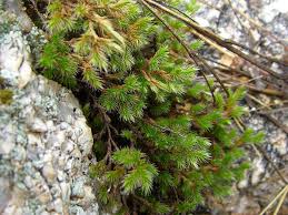 Image result for Selaginella goudotiana