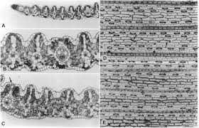 Image result for Panicum pectinellum