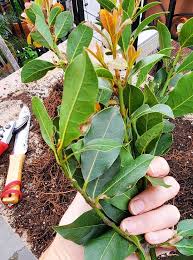 Image result for bay leaf bush foto